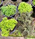 Assortment Club Moss